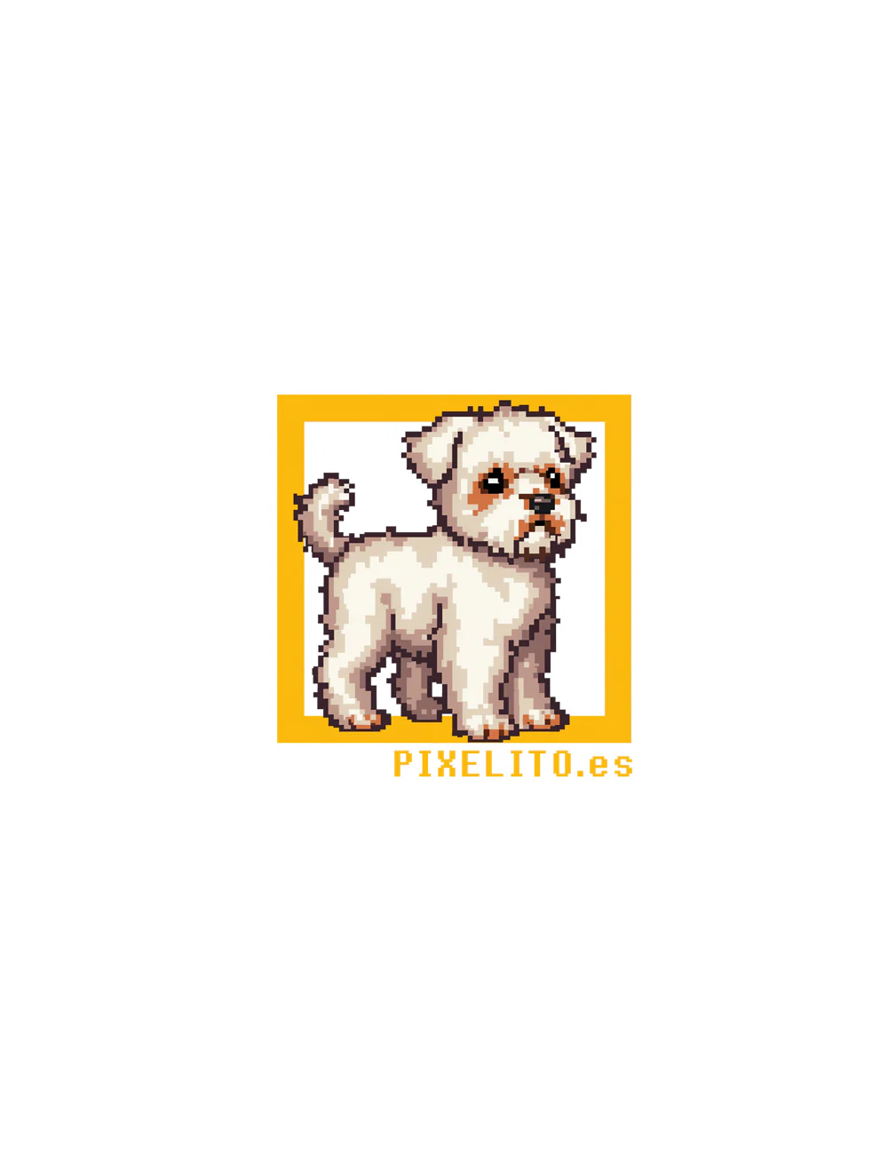 Bichón habanero - 023PX - Image 3